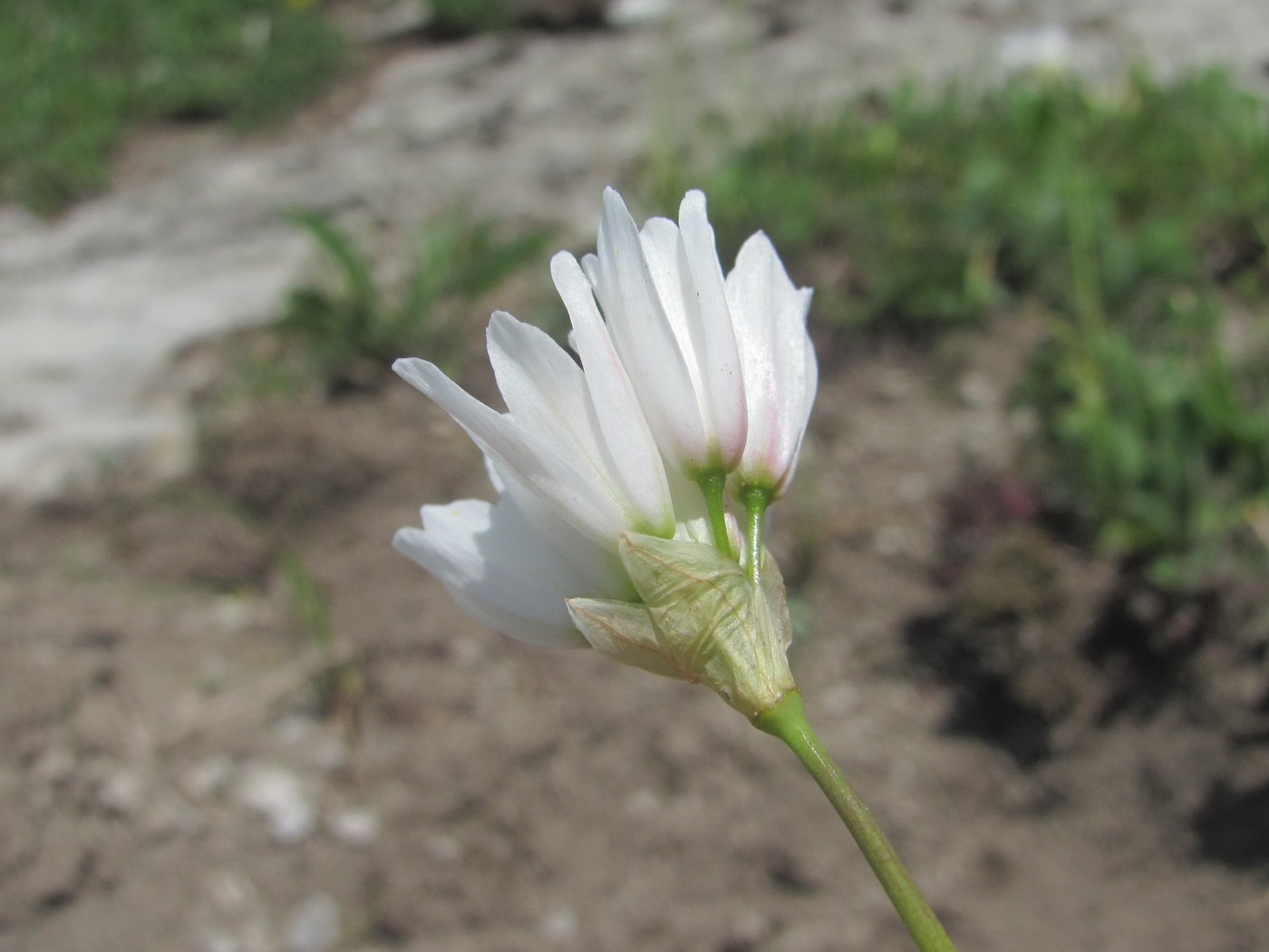 Изображение особи Allium circassicum.