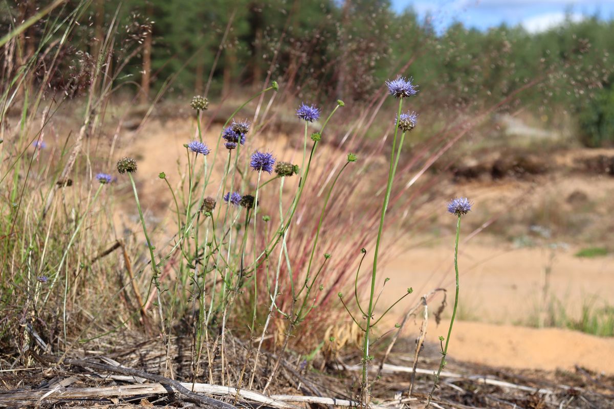 Image of Jasione montana specimen.