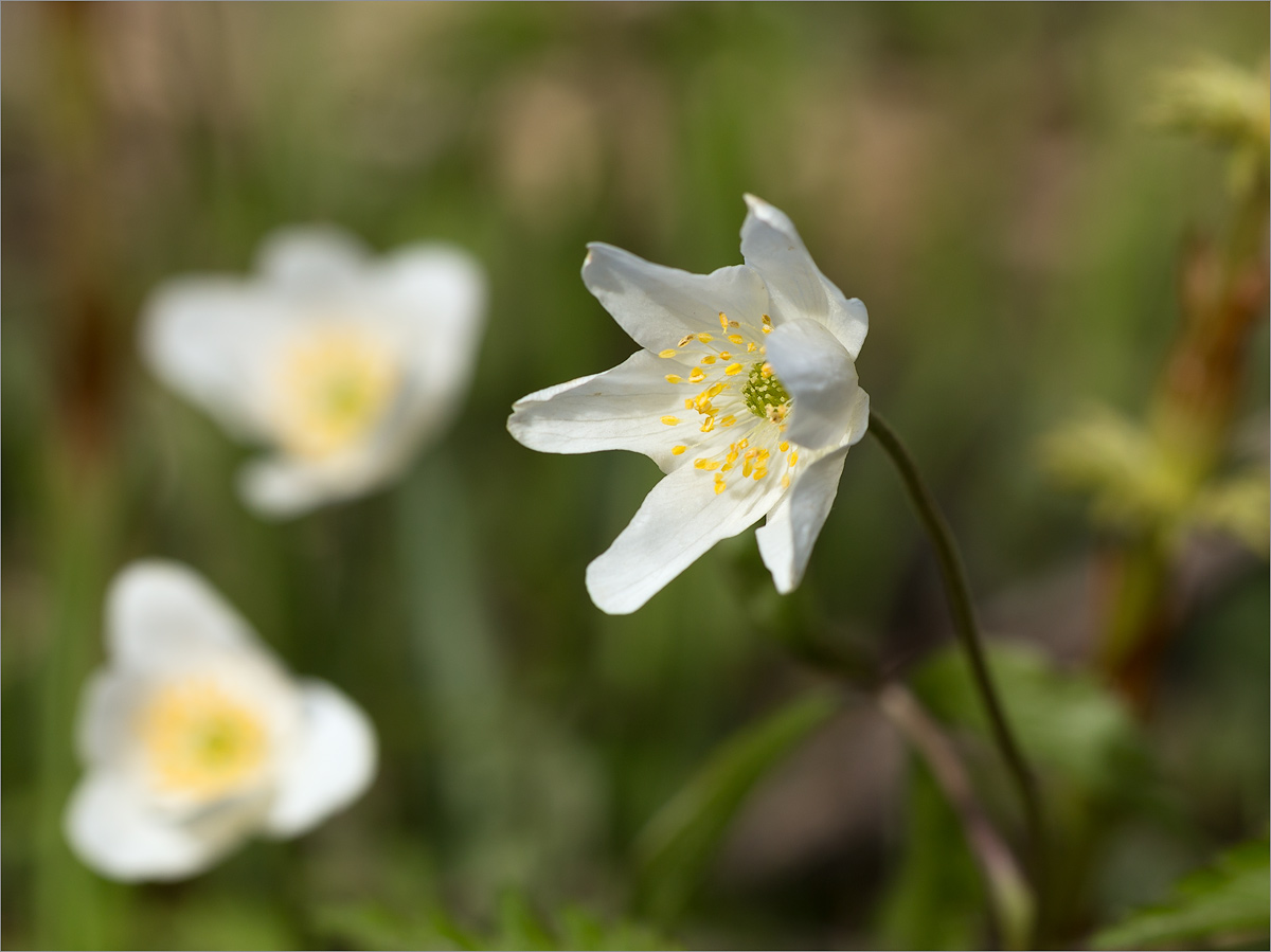 Изображение особи Anemone nemorosa.