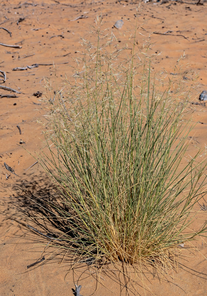 Изображение особи семейство Poaceae.