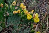 Opuntia humifusa