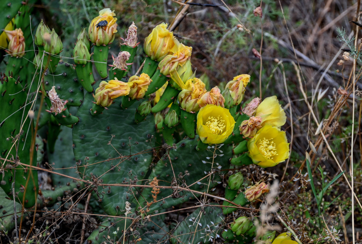 Image of Opuntia humifusa specimen.