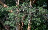 Pinus sylvestris. Ветвь. Костромская обл., г. Кострома, в парке. 29.06.2024.