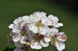 genus Spiraea