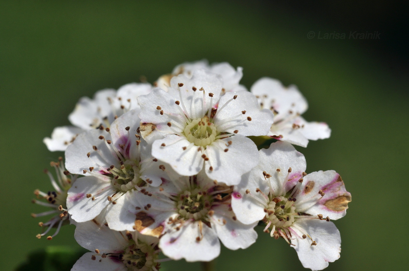 Изображение особи род Spiraea.