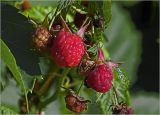 Rubus idaeus