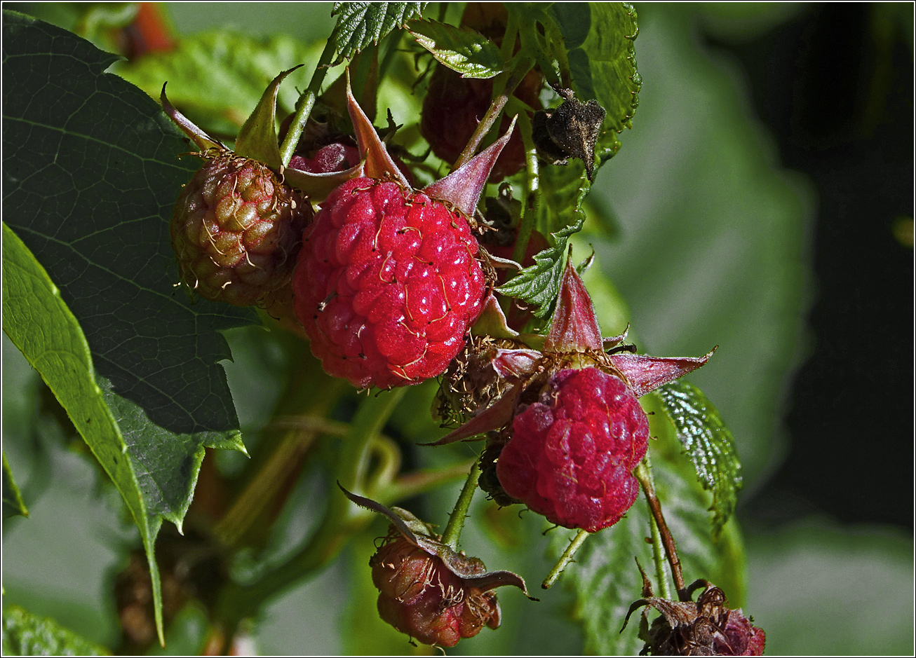 Изображение особи Rubus idaeus.