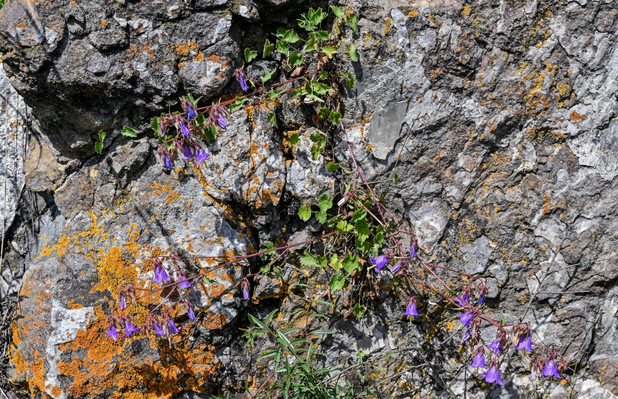 Image of Campanula kemulariae specimen.