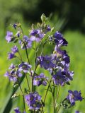 Polemonium caeruleum. Верхушка соцветия с цветками, бутонами и завязями. Ленинградская обл., Лужский р-н, окр. дер. Кемка, дол. р. Луга, подошва коренного склона долины, крупнотравный луг с доминированием Phragmites australis и Cirsium oleraceum. 13.06.2024.