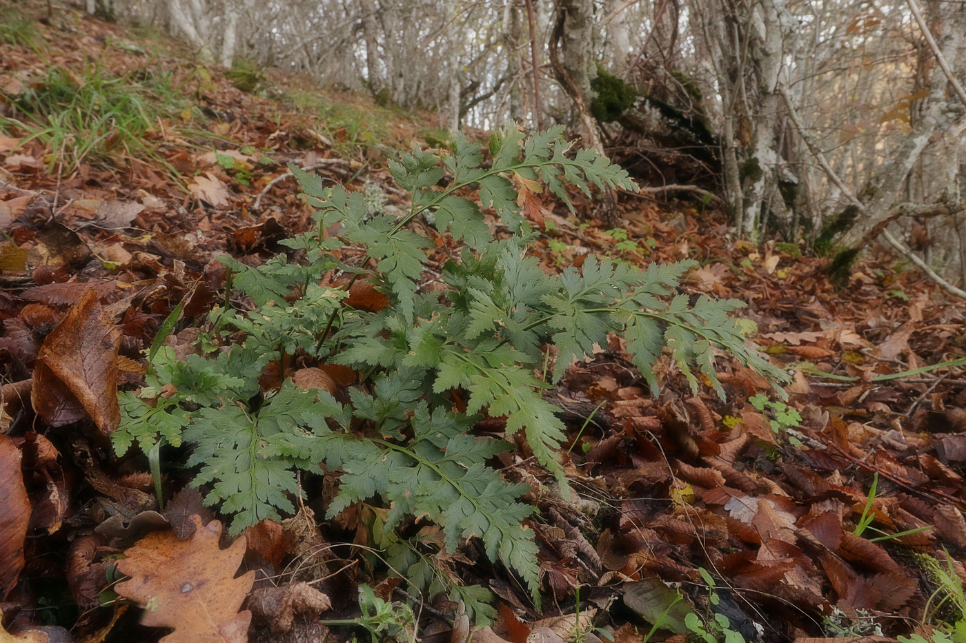 Изображение особи Asplenium adiantum-nigrum.