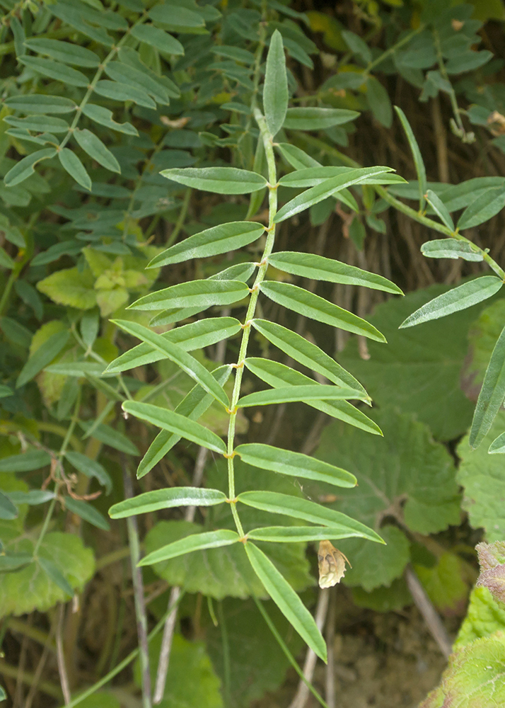 Изображение особи Onobrychis petraea.