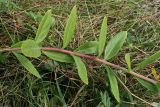 Hylotelephium pallescens. Часть полёгшего побега. Хабаровский край, окр. г. Комсомольск-на-Амуре, дол. руч. Тёплый ключ, у грунтовой дороги. 04.09.2024.