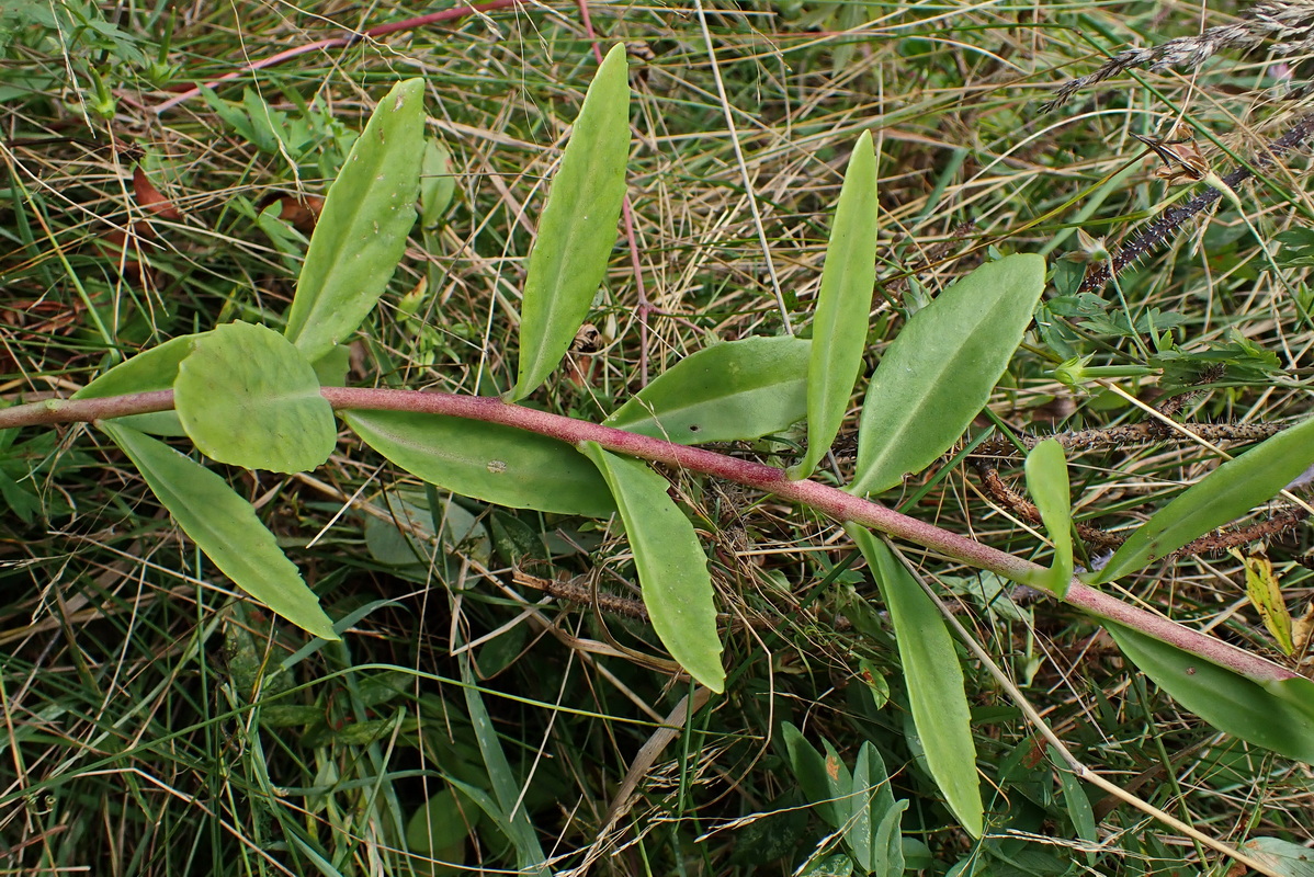 Изображение особи Hylotelephium pallescens.