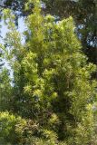 Podocarpus macrophyllus. Верхняя часть вегетирующего растения. Турция, г. Анталья, Dokuma Park, в культуре. 01.06.2024.