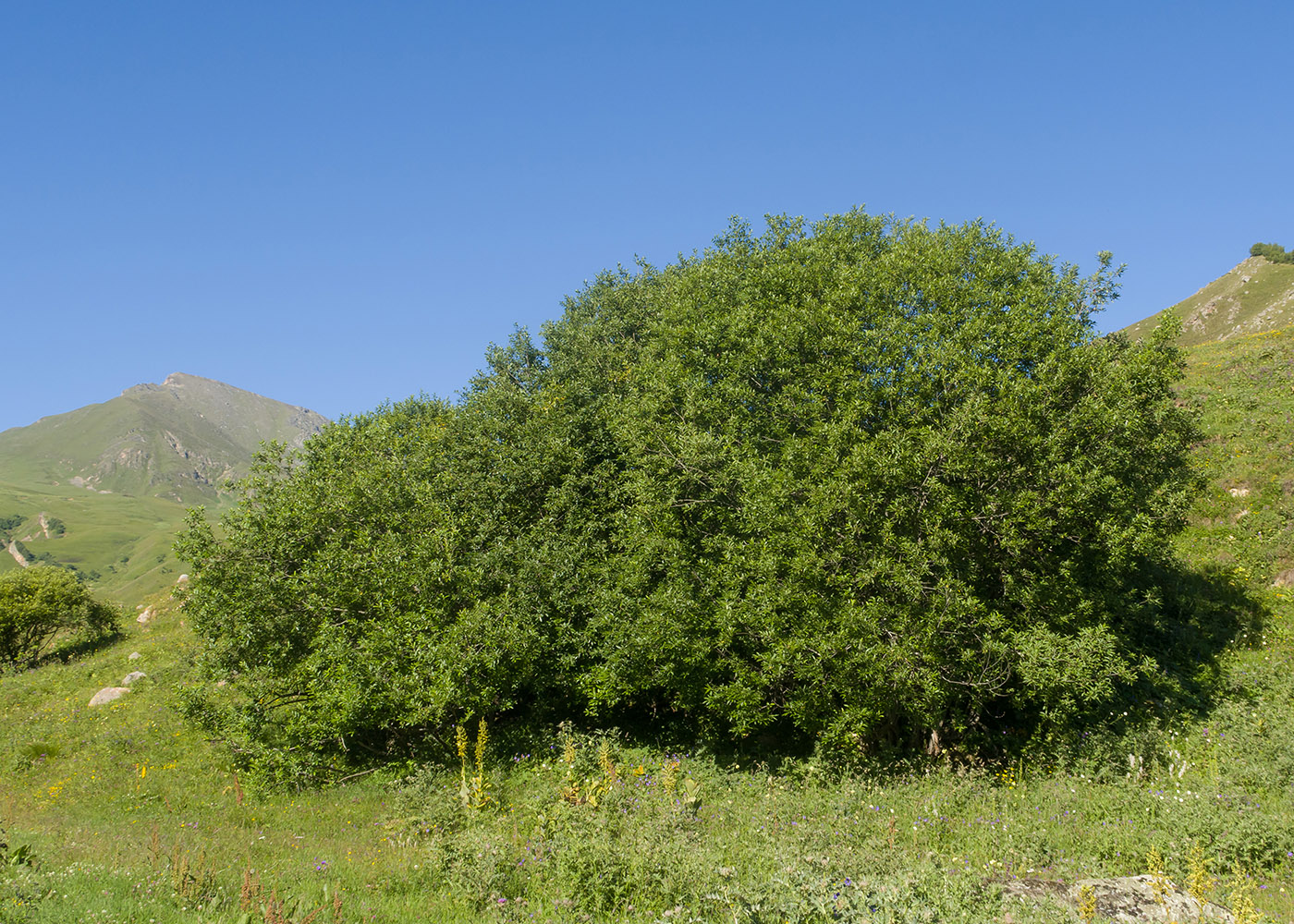 Image of Salix caprea specimen.