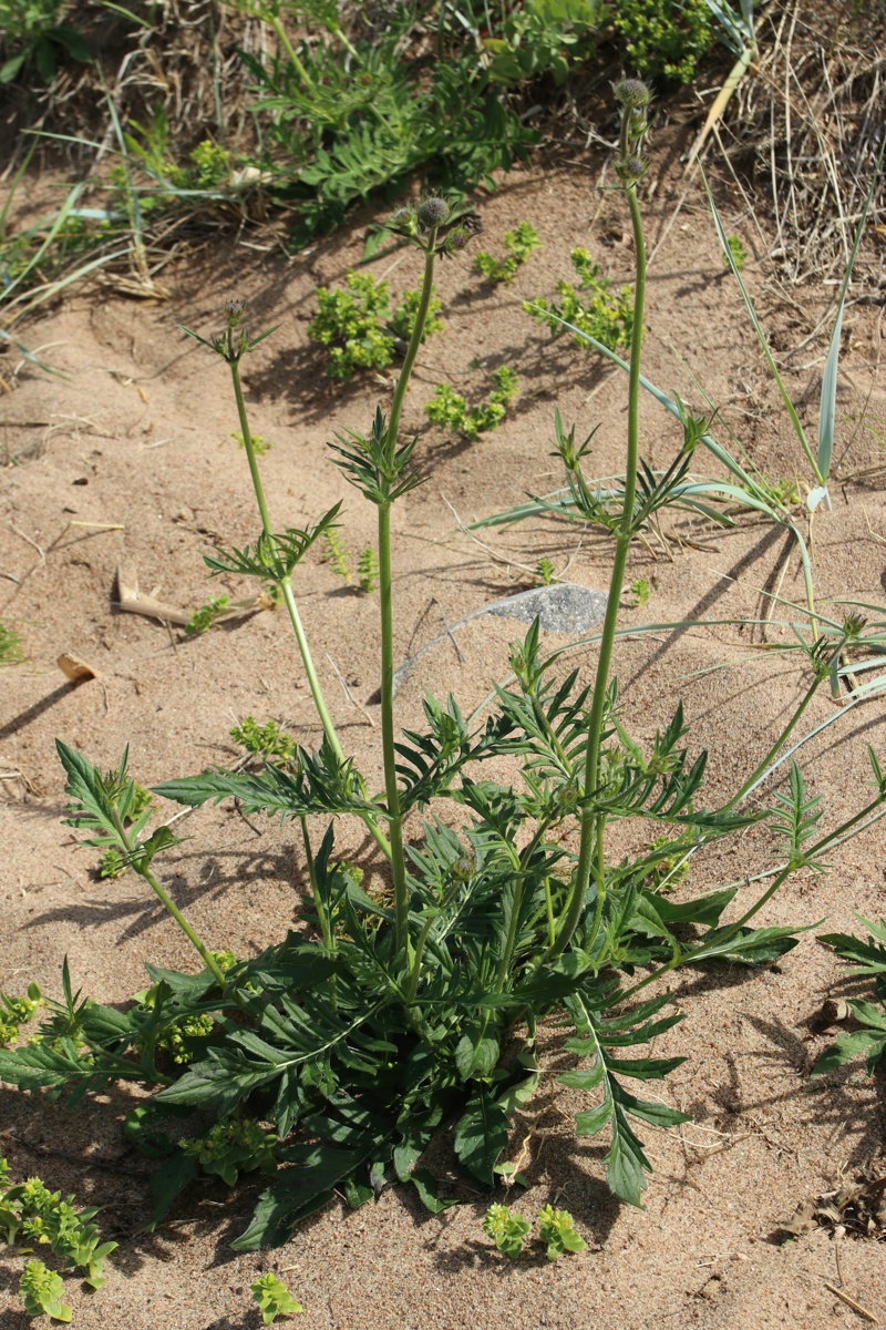 Image of Knautia arvensis specimen.