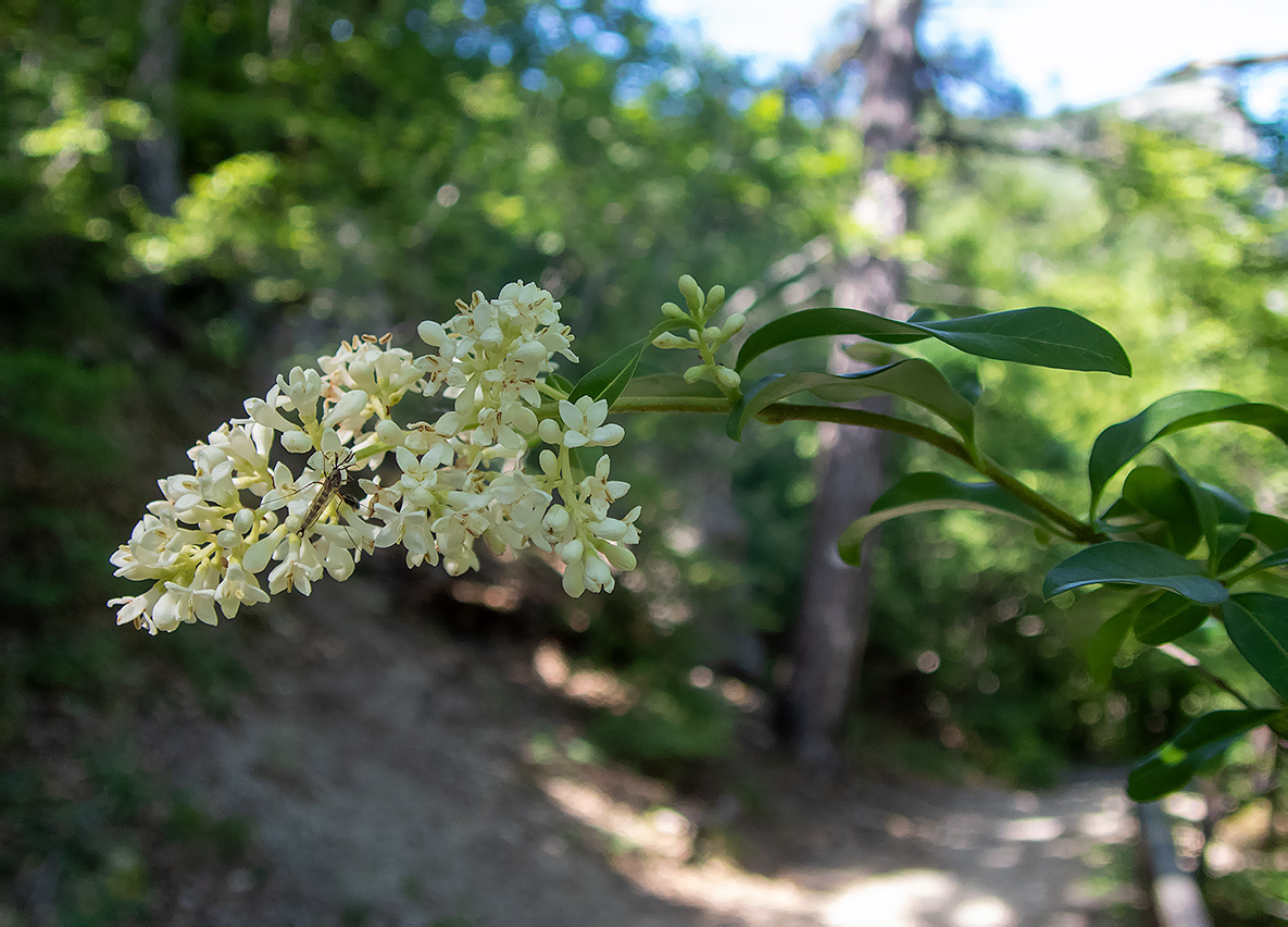 Image of Ligustrum vulgare specimen.