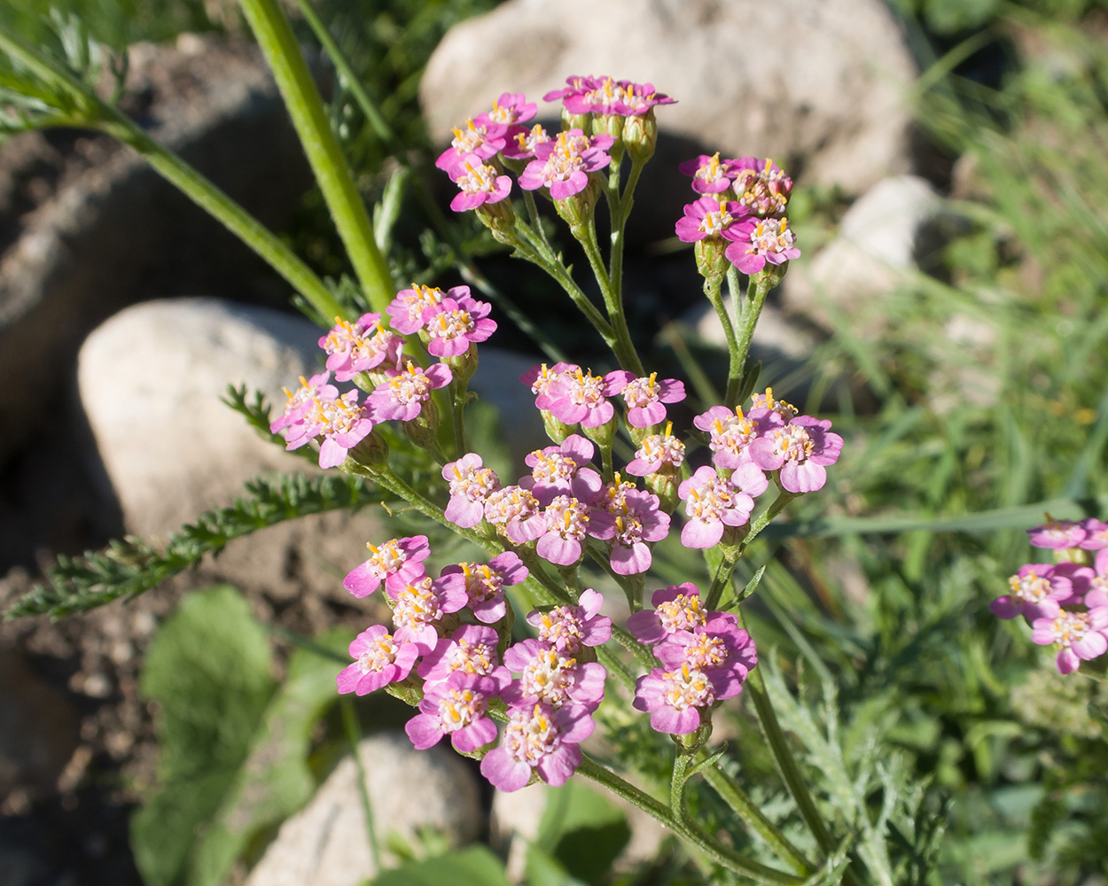 Изображение особи Achillea millefolium.