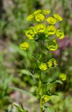 Euphorbia virgata