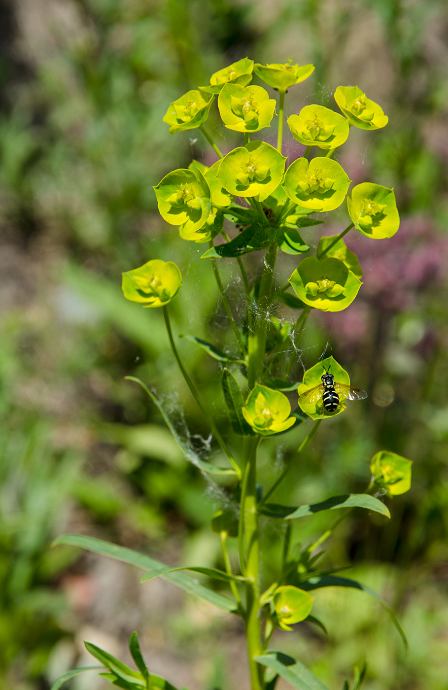 Изображение особи Euphorbia virgata.