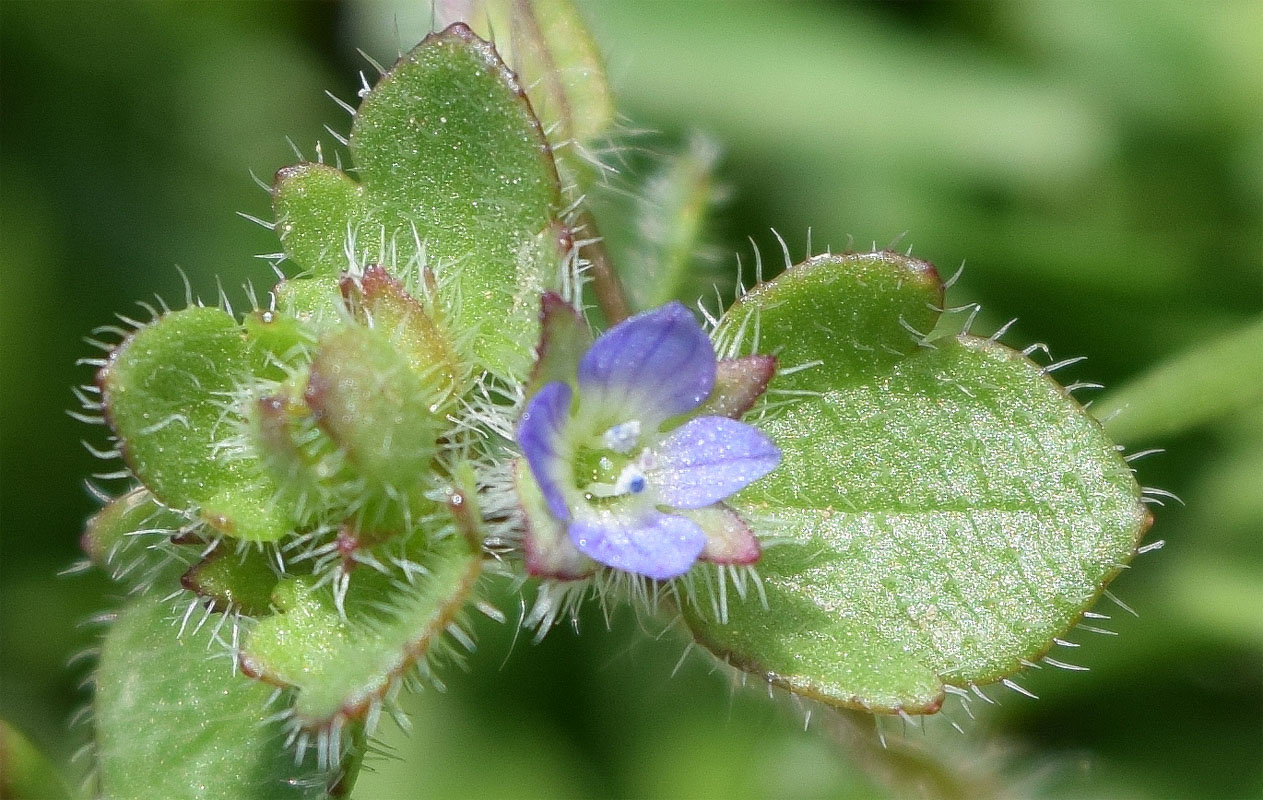 Изображение особи Veronica hederifolia.