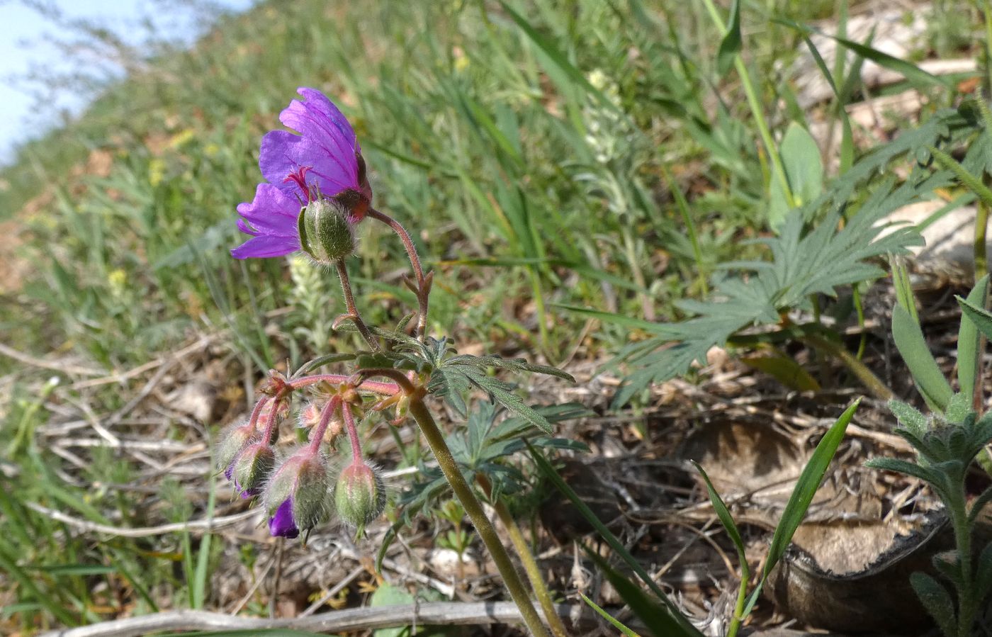Image of Geranium transversale specimen.