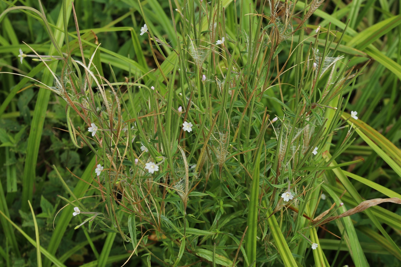 Image of Epilobium palustre specimen.