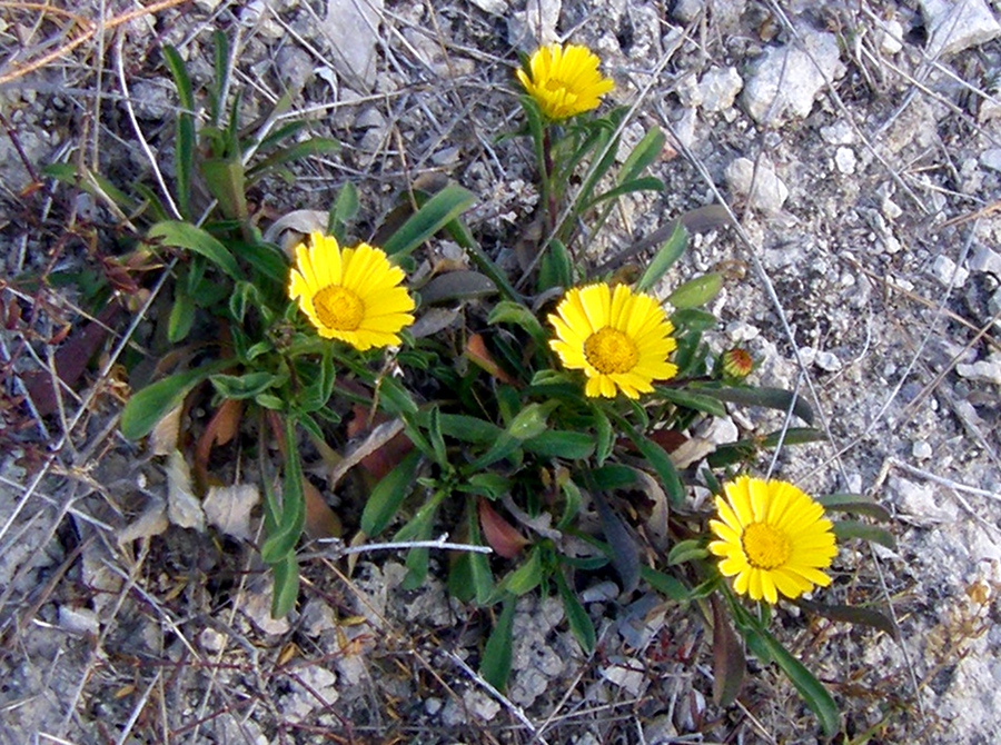 Image of Pallenis maritima specimen.