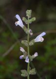 View full-size image Salvia fruticosa