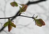 Spiraea ussuriensis. Веточка с начавшими рост молодыми побегами. Владивосток, Академгородок. 23 апреля 2011 г.