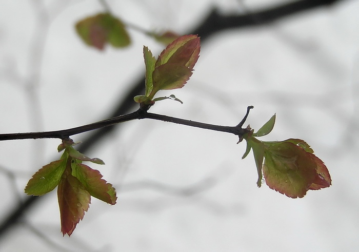 Image of Spiraea ussuriensis specimen.