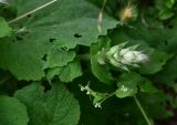 View full-size image Salvia sclarea
