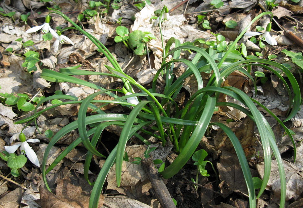 Изображение особи Galanthus caspius.