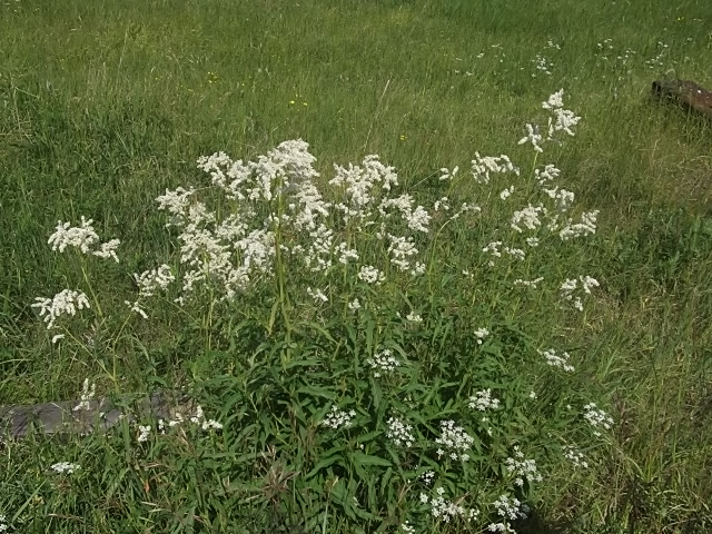 Изображение особи Aconogonon alpinum.