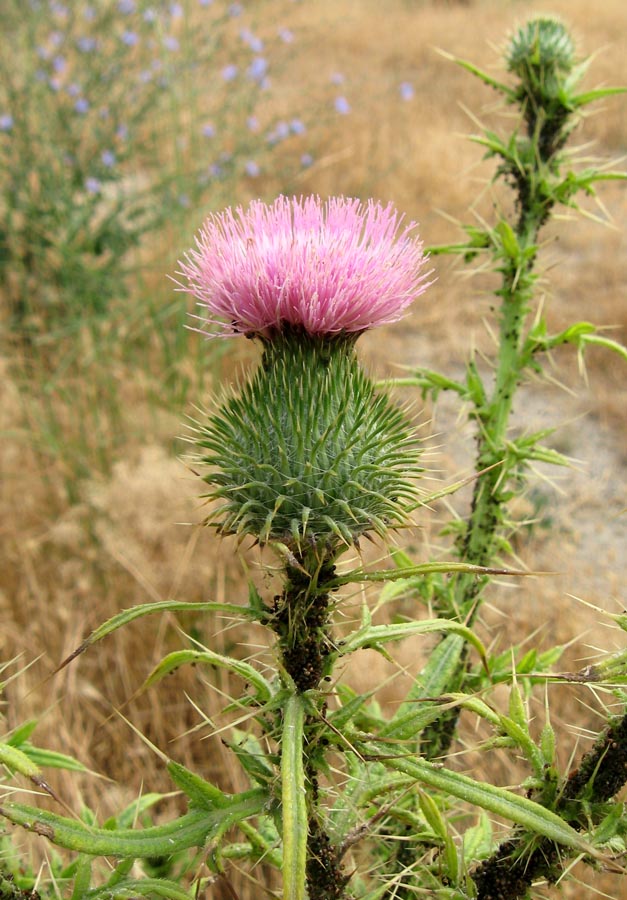 Image of Cirsium vulgare specimen.