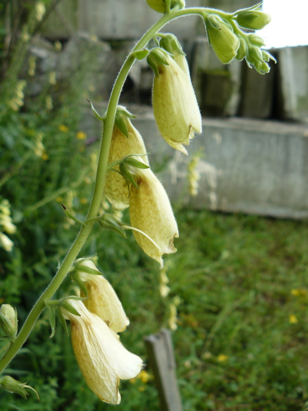 Изображение особи Digitalis grandiflora.