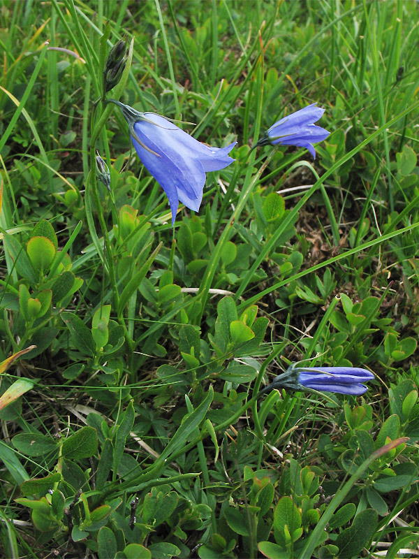 Image of Campanula polymorpha specimen.