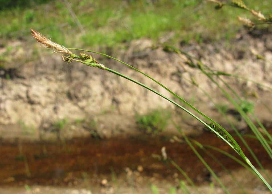 Image of genus Carex specimen.