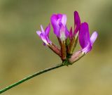 Astragalus temirensis