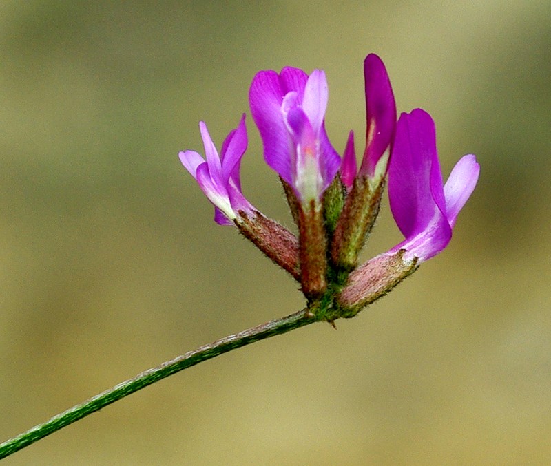 Image of Astragalus temirensis specimen.