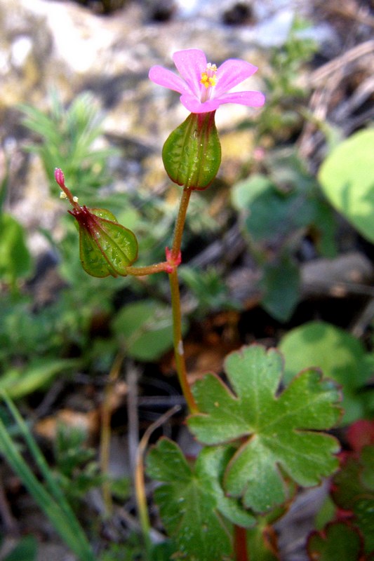 Изображение особи Geranium lucidum.