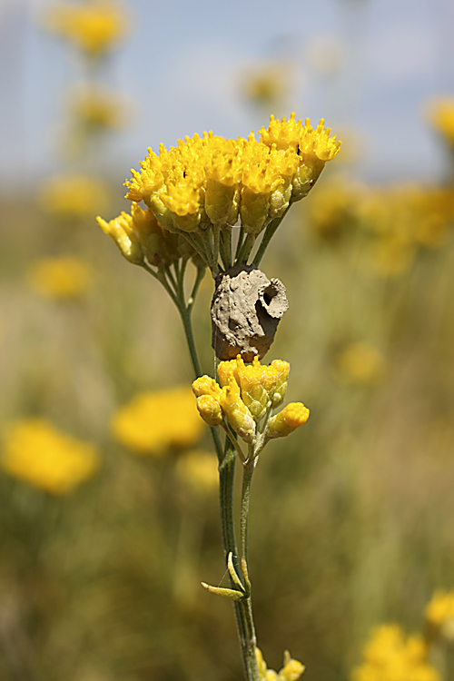 Изображение особи Lepidolopha komarowii.