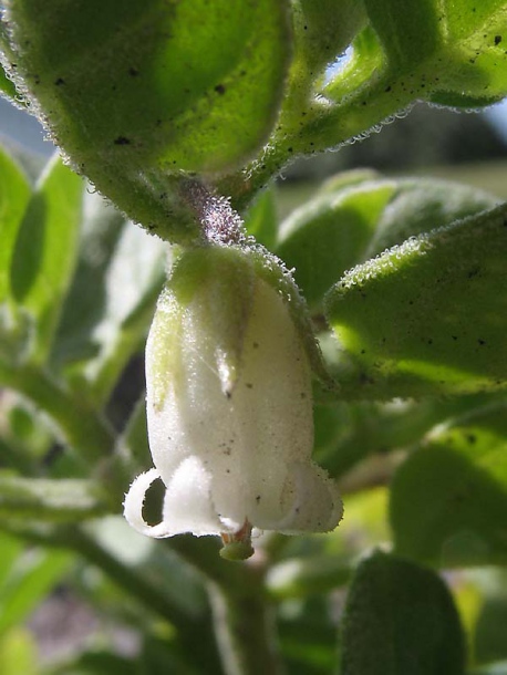 Image of Salpichroa origanifolia specimen.