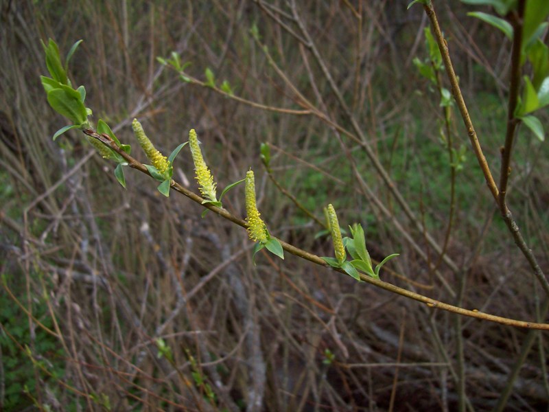 Image of Salix triandra specimen.