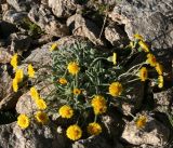 Erigeron cabulicus. Цветущее растение. Таджикистан, Памир, озеро Турумтайкуль, ок. 4200 м н.у.м. 13.08.2011.