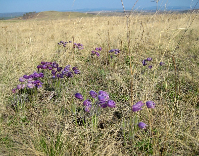 Изображение особи Pulsatilla patens.