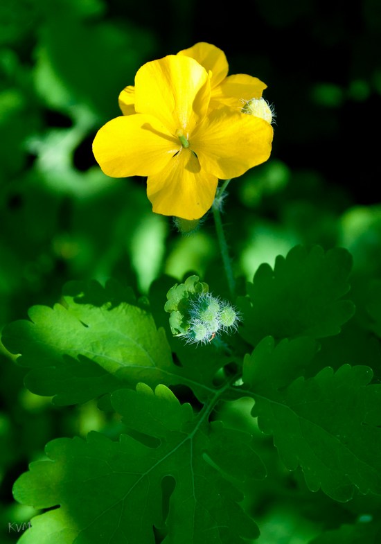 Изображение особи Chelidonium majus.