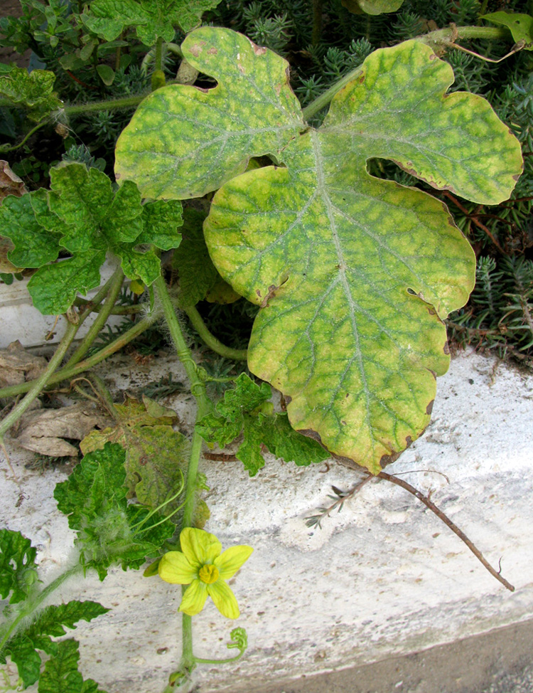 Image of Citrullus lanatus specimen.