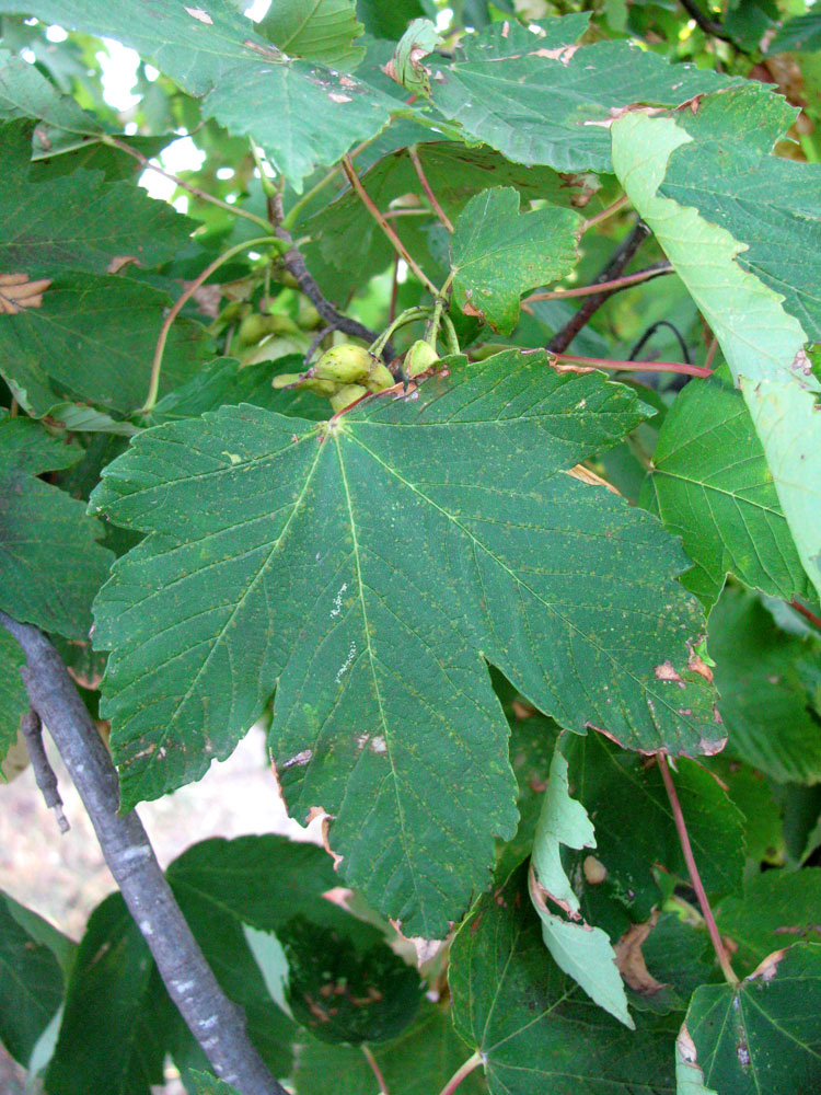 Изображение особи Acer pseudoplatanus.