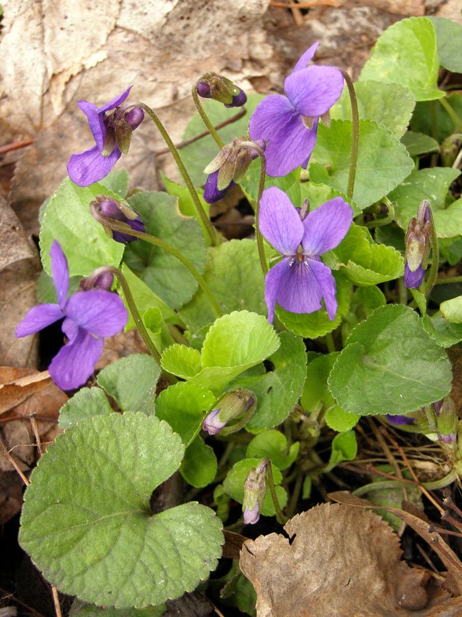 Изображение особи Viola odorata.